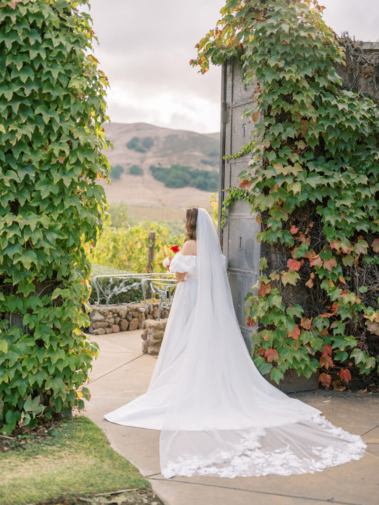 Bridal portrait at the ivy-covered gate at Viansa Winery, veil trailing behind her with Sonoma hills and cypress trees in the background